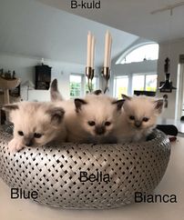 Bianca, Bella, Blue,  Bimse bliver til Bilka