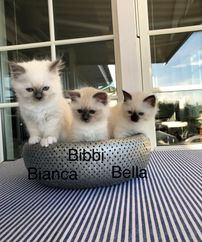 Bianca, Bibbi, Bella